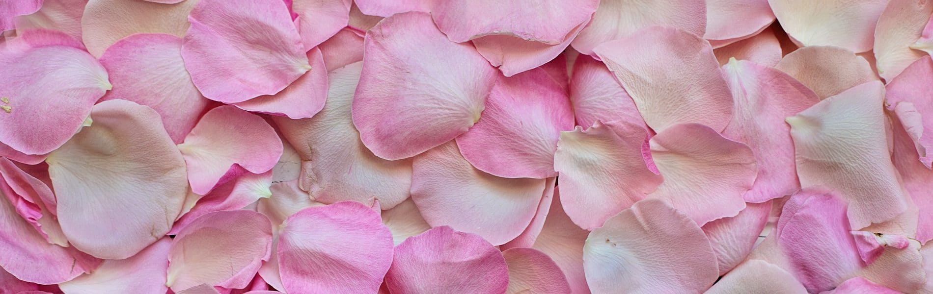roses for your wedding